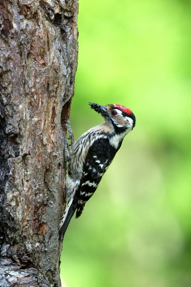 Picchio rosso minore - Lesser spotted woodpecker (Dryobates minor)