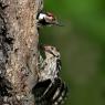 Picchio rosso minore - Lesser spotted woodpecker (Dryobates minor)