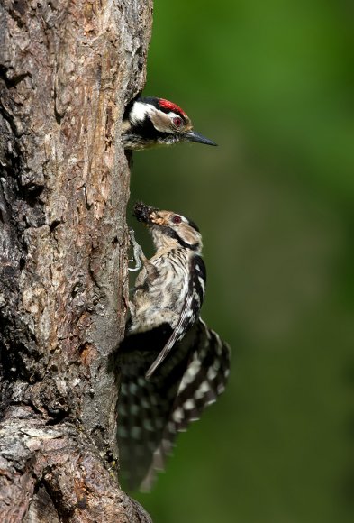Picchio rosso minore - Lesser spotted woodpecker (Dryobates minor)