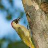 Picchio verde - Eurasian Green Woodpecker (Picus viridis)