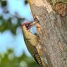 Picchio verde - Eurasian Green Woodpecker (Picus viridis)