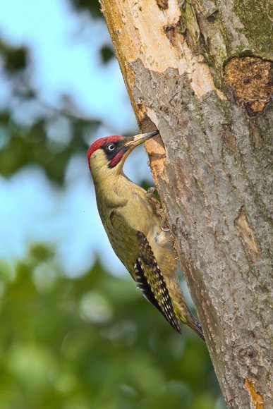 Picchio verde - Eurasian Green Woodpecker (Picus viridis)