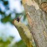 Picchio verde - Eurasian Green Woodpecker (Picus viridis)