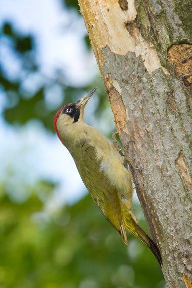 Picchio verde - Eurasian Green Woodpecker (Picus viridis)