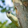 Picchio verde - Eurasian Green Woodpecker (Picus viridis)