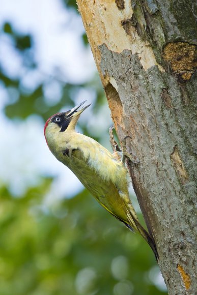 Picchio verde - Eurasian Green Woodpecker (Picus viridis)