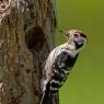 Picchio rosso minore - Lesser spotted woodpecker (Dryobates minor)