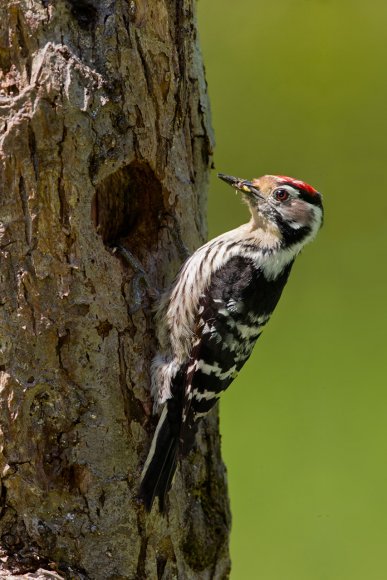 Picchio rosso minore - Lesser spotted woodpecker (Dryobates minor)