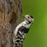 Picchio rosso minore - Lesser spotted woodpecker (Dryobates minor)