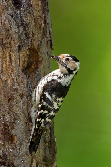 Picchio rosso minore - Lesser spotted woodpecker (Dryobates minor)