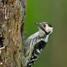 Picchio rosso minore - Lesser spotted woodpecker (Dryobates minor)