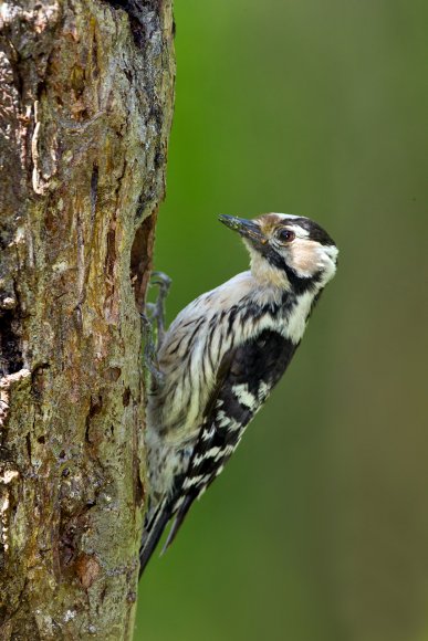 Picchio rosso minore - Lesser spotted woodpecker (Dryobates minor)