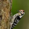 Picchio rosso minore - Lesser spotted woodpecker (Dryobates minor)