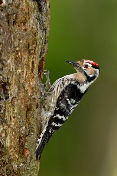 Picchio rosso minore - Lesser spotted woodpecker (Dryobates minor)