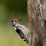 Picchio rosso minore - Lesser spotted woodpecker (Dryobates minor)