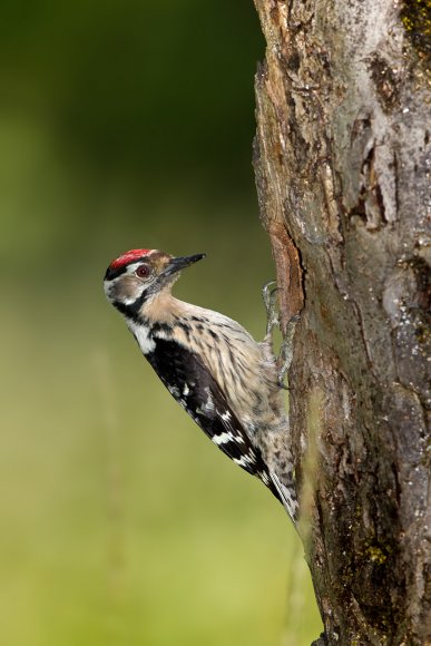 Picchio rosso minore - Lesser spotted woodpecker (Dryobates minor)