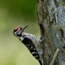 Picchio rosso minore - Lesser spotted woodpecker (Dryobates minor)