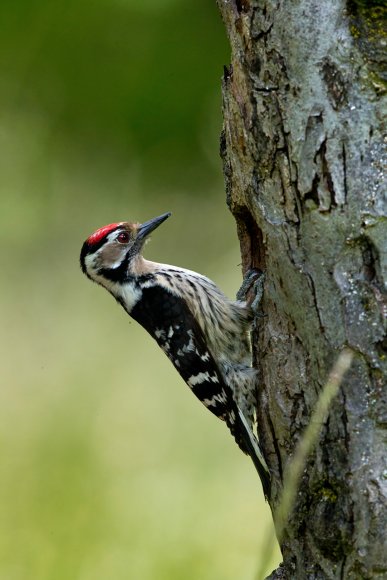 Picchio rosso minore - Lesser spotted woodpecker (Dryobates minor)