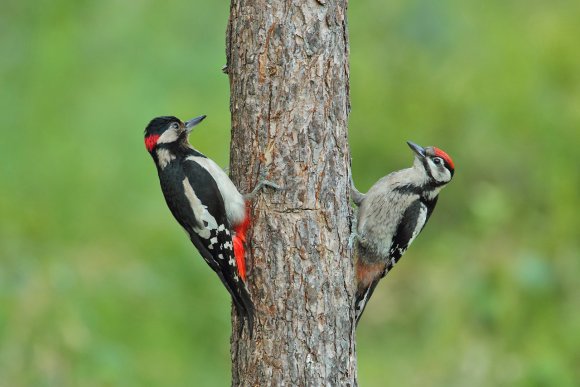 Picchio verde - Eurasian Green Woodpecker (Picus viridis)