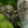 Picchio nero - Black woodpecker (Dryocopus martius)