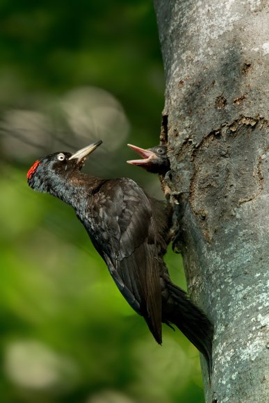 Picchio nero - Black woodpecker (Dryocopus martius)