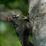 Picchio nero - Black woodpecker (Dryocopus martius)