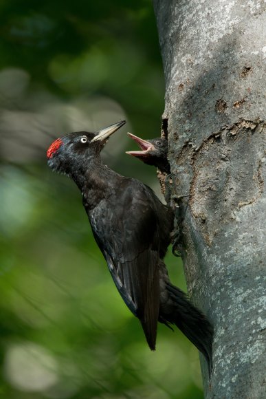 Picchio nero - Black woodpecker (Dryocopus martius)