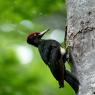 Picchio nero - Black woodpecker (Dryocopus martius)