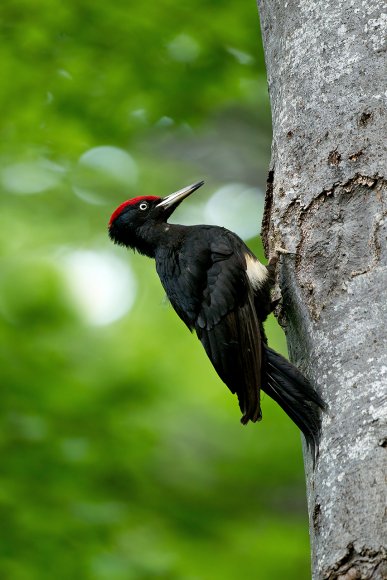 Picchio nero - Black woodpecker (Dryocopus martius)