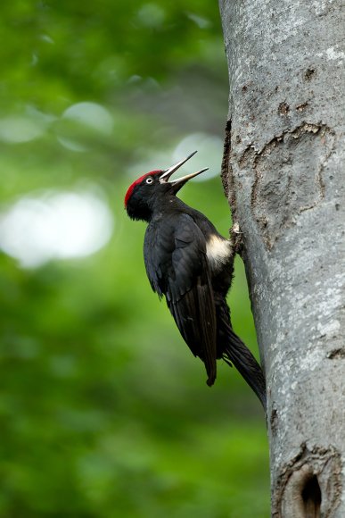 Picchio nero - Black woodpecker (Dryocopus martius)