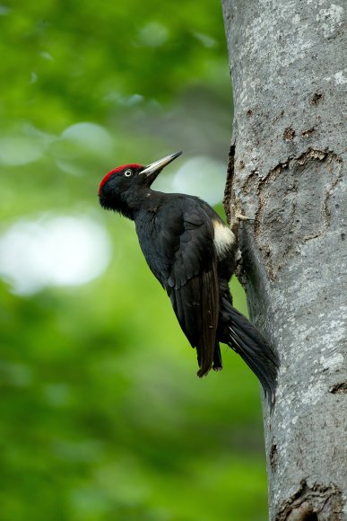 Picchio nero - Black woodpecker (Dryocopus martius)