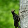 Picchio nero - Black woodpecker (Dryocopus martius)