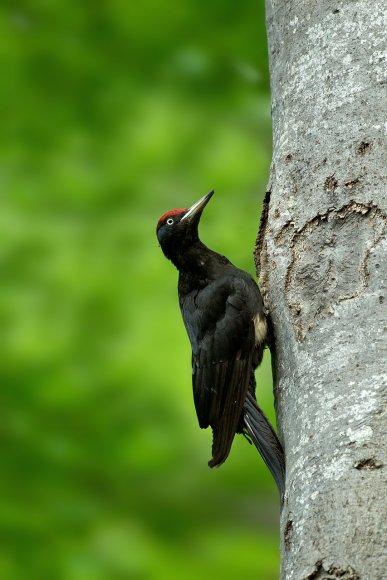 Picchio nero - Black woodpecker (Dryocopus martius)