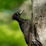 Picchio nero - Black woodpecker (Dryocopus martius)