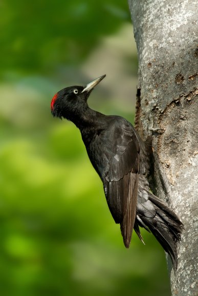 Picchio nero - Black woodpecker (Dryocopus martius)