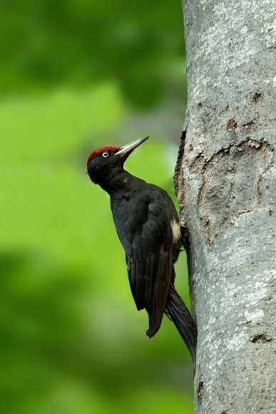 Picchio nero - Black woodpecker (Dryocopus martius)