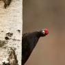 Picchio nero - Black woodpecker (Dryocopus martius)