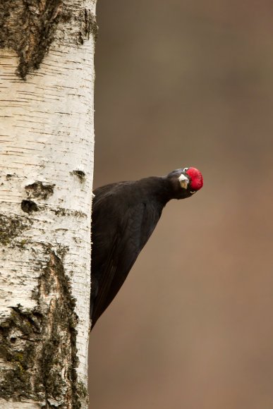 Picchio nero - Black woodpecker (Dryocopus martius)