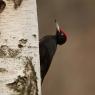 Picchio nero - Black woodpecker (Dryocopus martius)