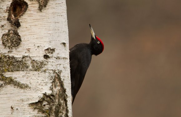 Picchio nero - Black woodpecker (Dryocopus martius)