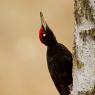 Picchio nero - Black woodpecker (Dryocopus martius)