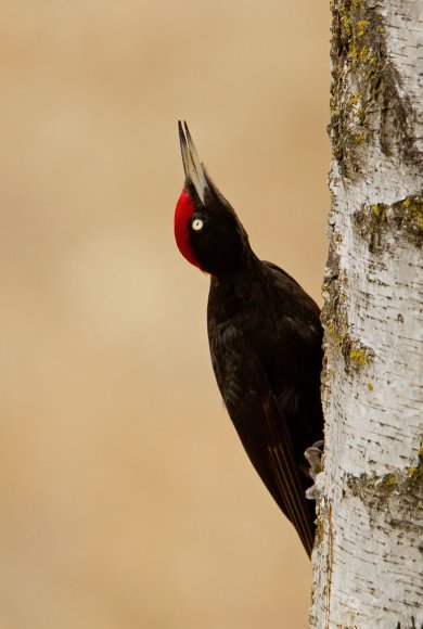 Picchio nero - Black woodpecker (Dryocopus martius)