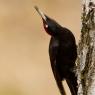 Picchio nero - Black woodpecker (Dryocopus martius) 