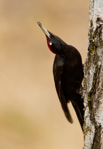 Picchio nero - Black woodpecker (Dryocopus martius) 