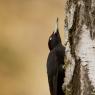 Picchio nero - Black woodpecker (Dryocopus martius)