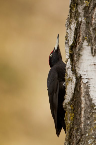 Picchio nero - Black woodpecker (Dryocopus martius)