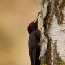 Picchio nero - Black woodpecker (Dryocopus martius)