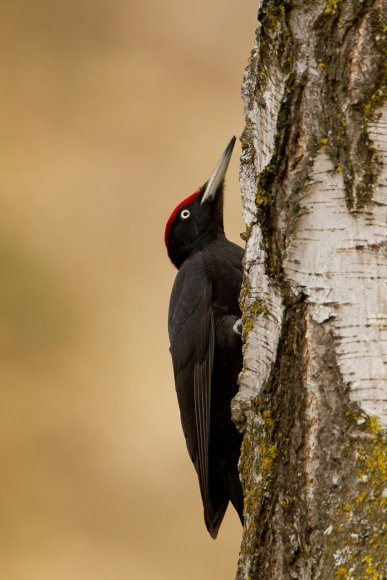 Picchio nero - Black woodpecker (Dryocopus martius)