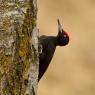 Picchio nero - Black woodpecker (Dryocopus martius)