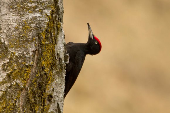 Picchio nero - Black woodpecker (Dryocopus martius)